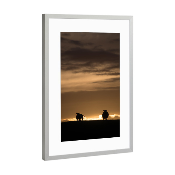 Poster mit Rahmen Silber "Sheep backlit" artboxONE - Natur - Schafe,Norwegen,Schäfchen