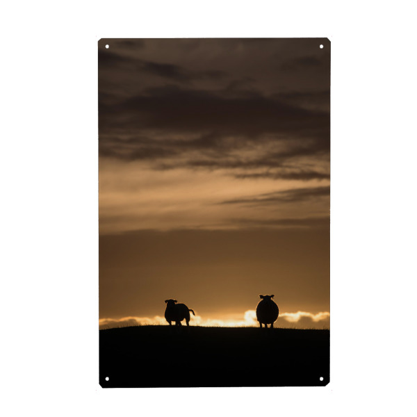 Holzbild "Sheep backlit" artboxONE - Natur - Schafe,Norwegen,Schäfchen