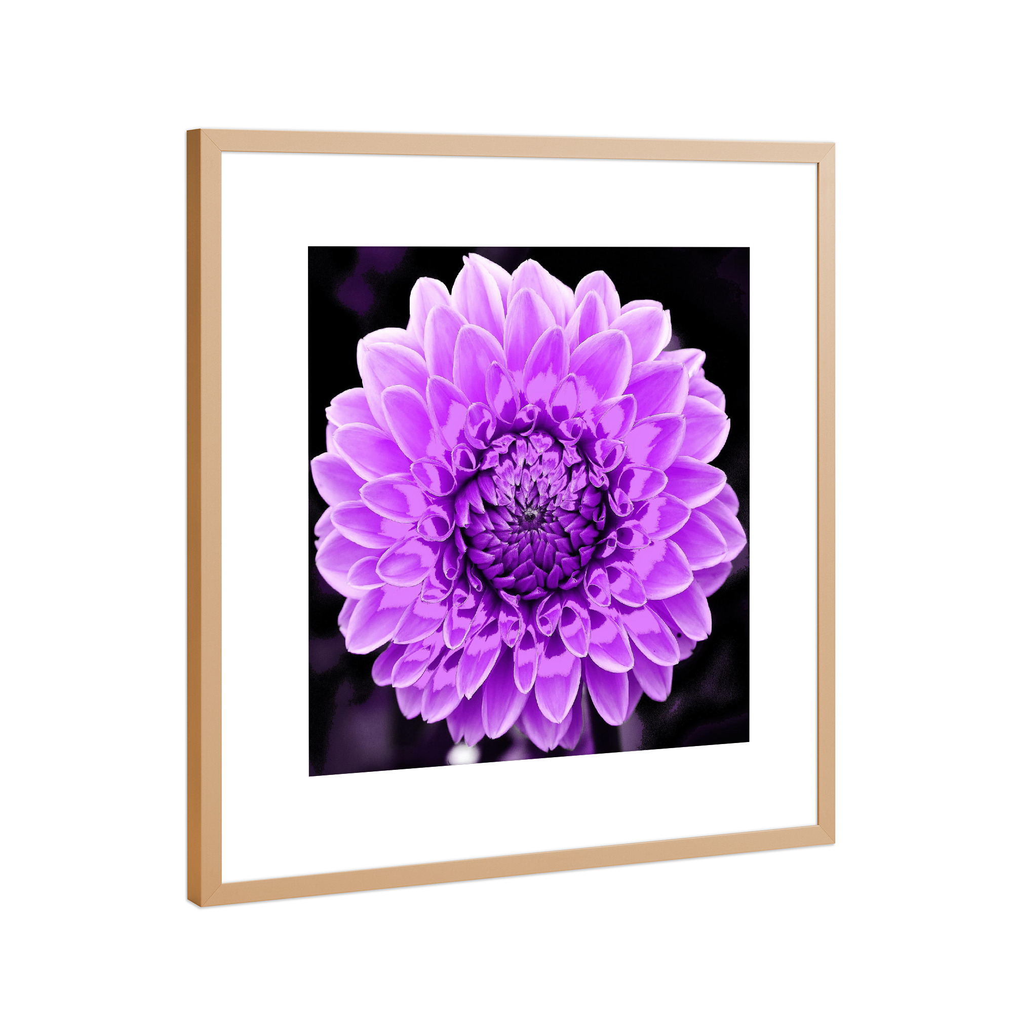 Poster mit Rahmen Kupfer "Dahlie pop lila" artboxONE - Abstrakt - Dahlie,Lila,Blume,Blüte,Plant