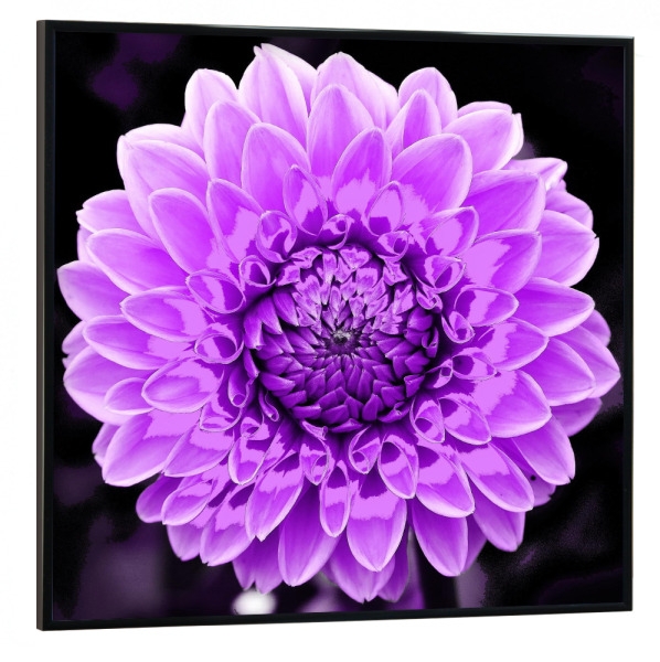 Poster mit schwarzem Rahmen 30x30 cm "Dahlie pop lila" artboxONE - Abstrakt - Dahlie,Lila,Blume,Blüte,Plant