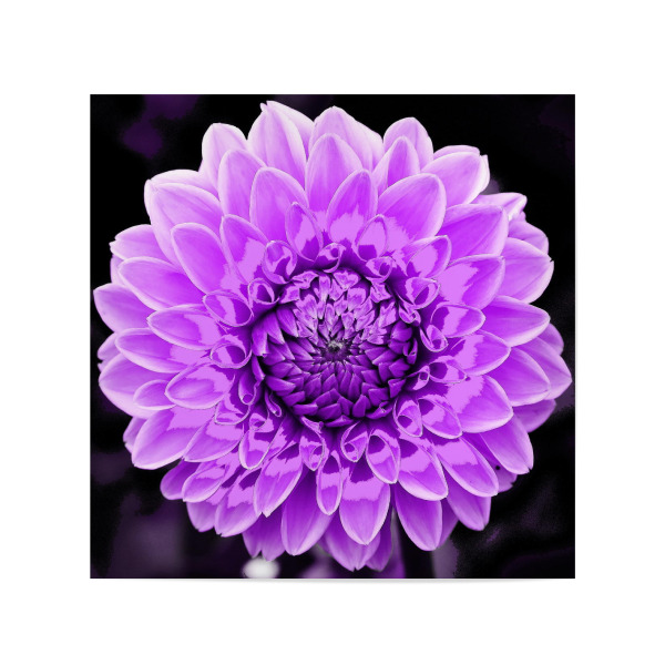 Poster 20x20 cm "Dahlie pop lila" artboxONE - Abstrakt - Dahlie,Lila,Blume,Blüte,Plant