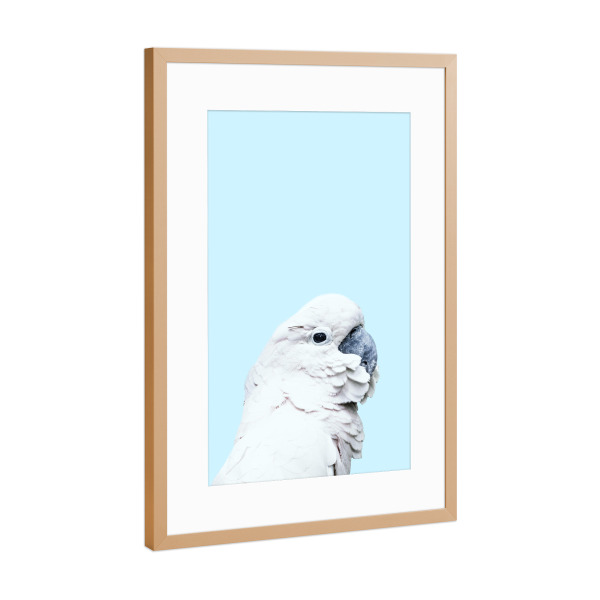 Poster mit Rahmen Kupfer "Blue Parrot" artboxONE - Für Kinder,Tiere