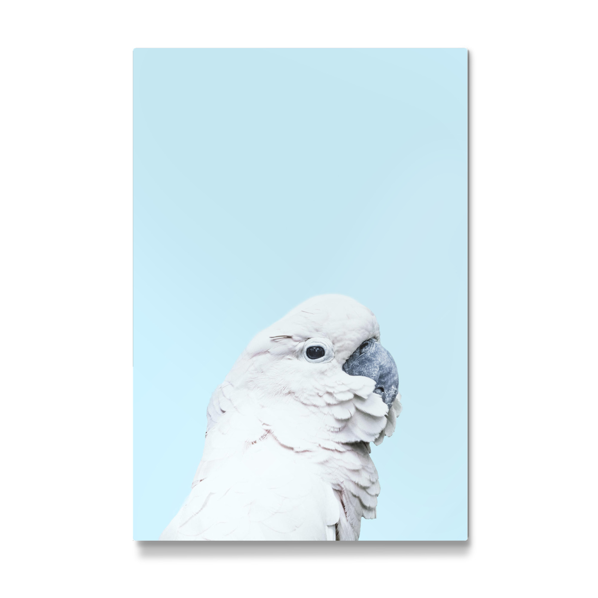 Galerie-Print "Blue Parrot" 30x20 cm artboxONE