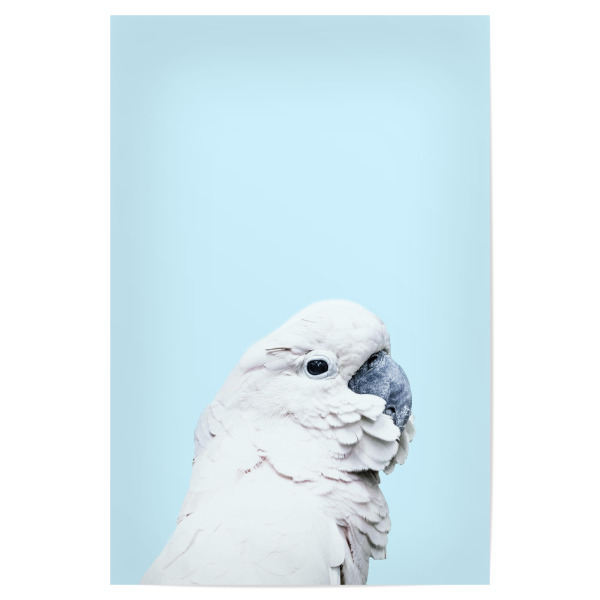 Poster "Blue Parrot" artboxONE - Für Kinder,Tiere