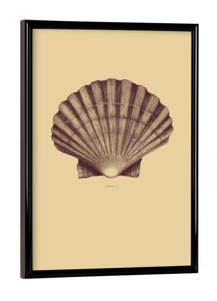 Poster mit schwarzem Rahmen "Beautiful shell yellow" artboxONE - Unterwasser