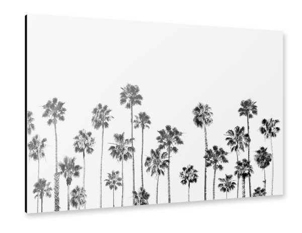 Alu-Dibond "Black And White Palms" 30x20 cm artboxONE