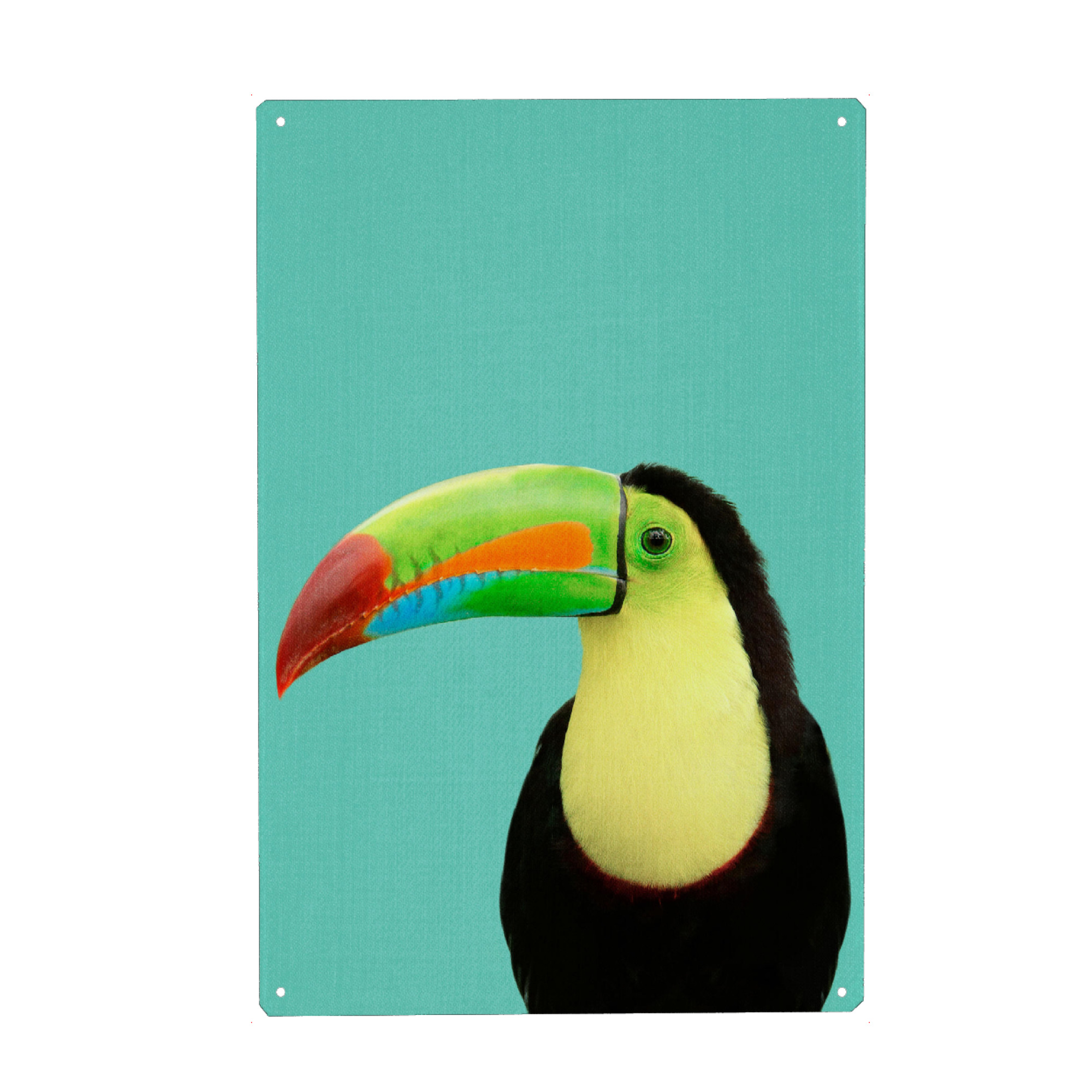 Metall Poster "Toucan in Blue" artboxONE - Natur,Tiere
