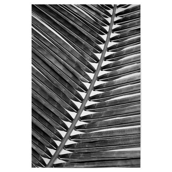 Poster "Palm Leaf Close Up - BW" artboxONE - Natur,Reise