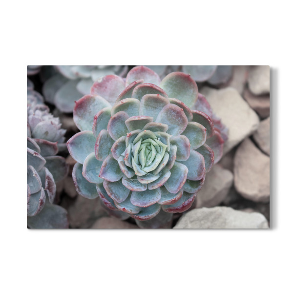 Galerie-Print "Sukkulente auf Stein" 30x20 cm artboxONE
