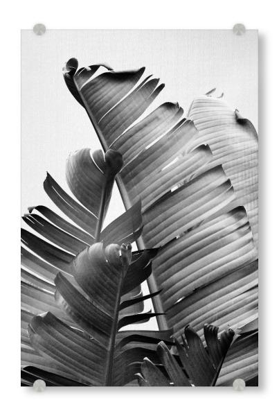 Acrylglasbild "Banana Leaves - Black & White" artboxONE - Natur,Schwarzweiß