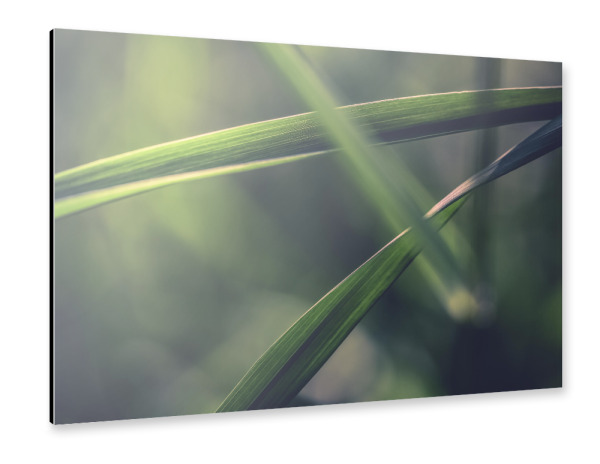 Alu-Dibond "Grass" 30x20 cm artboxONE
