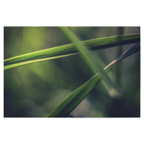 Poster 30x20 cm "Grass" artboxONE - Natur - Gras,Gräser,Grashalm