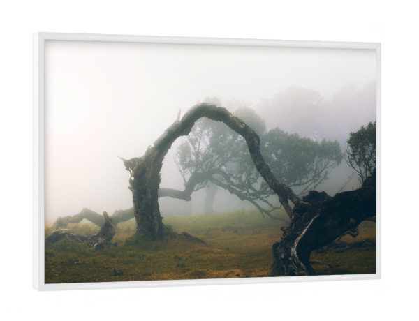 Poster mit weißem Rahmen "Moody Forest" artboxONE - Natur,Reise - Madeira,Fog,Forest,Nebel,Fanal,Baum,Trees,Tree,Wald,Mood,Moody,Portugal