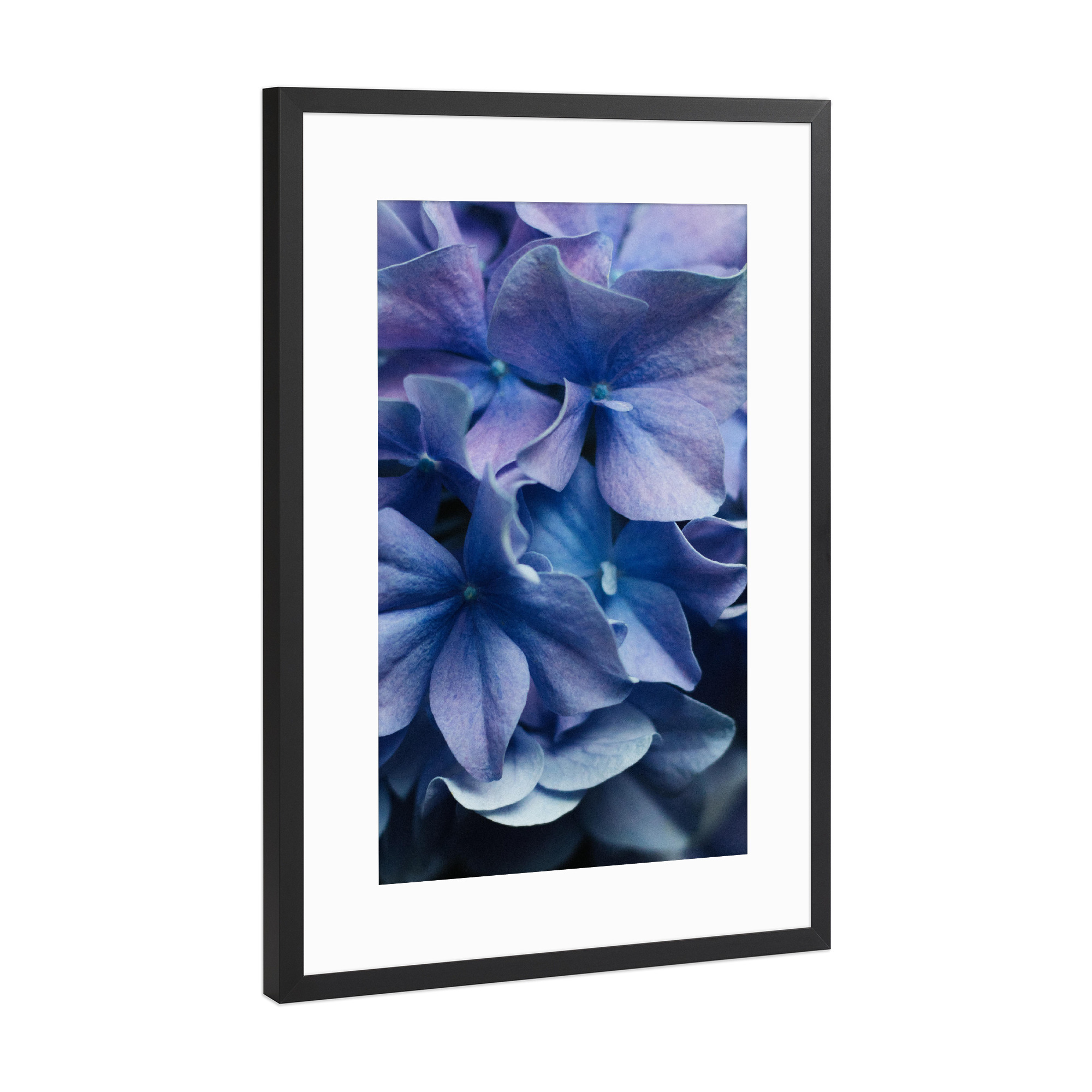Poster mit Rahmen Schwarz (Metallic) "Lilafarbene Hortensien" artboxONE - Natur,Floral - Hortensie,Blume,Blüten,Bouquet
