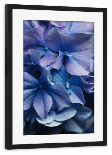 Poster mit Rahmen schwarz "Lilafarbene Hortensien" artboxONE - Natur,Floral - Hortensie,Blume,Blüten,Bouquet