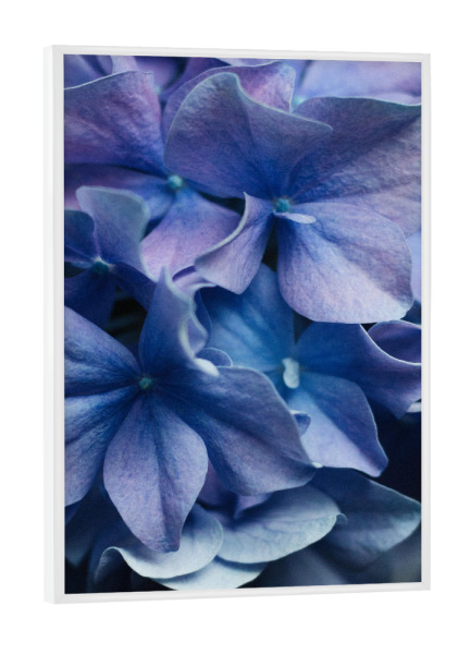 Poster mit weißem Rahmen "Lilafarbene Hortensien" artboxONE - Natur,Floral - Hortensie,Blume,Blüten,Bouquet