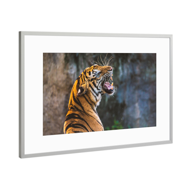 Poster mit Rahmen Silber "Brüllender Tiger" artboxONE - Tiere - Bengalischer tiger,Orange,Kulleraugen,Brüllender tiger,Tiger,Asiatischer tiger