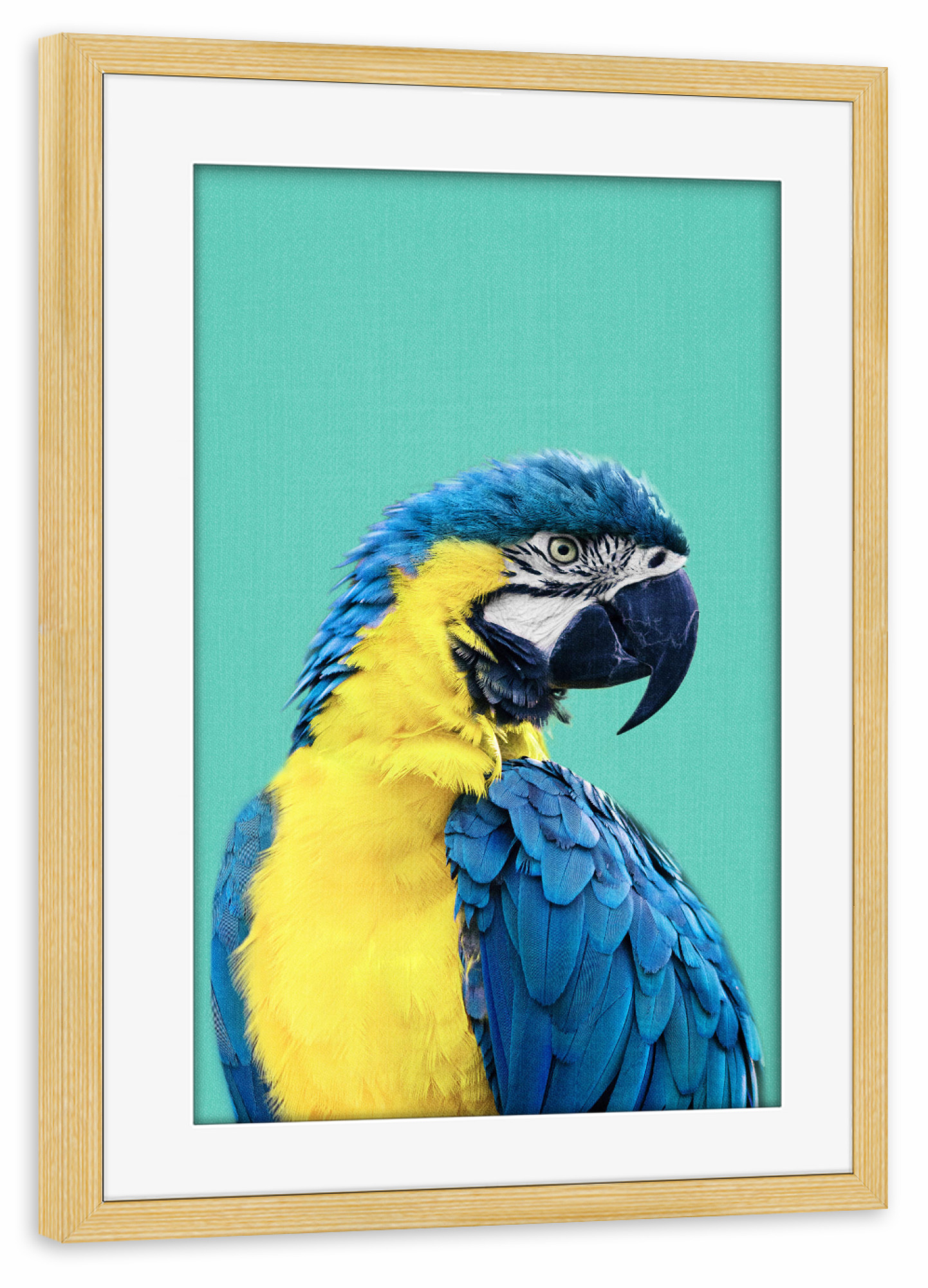 Poster mit Rahmen kiefer "Macaw Parrot in Blue" artboxONE - Tiere