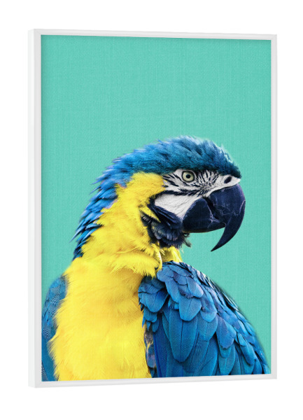 Poster mit weißem Rahmen "Macaw Parrot in Blue" artboxONE - Tiere