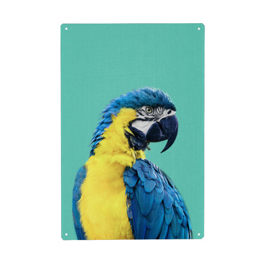 Macaw Parrot in Blue