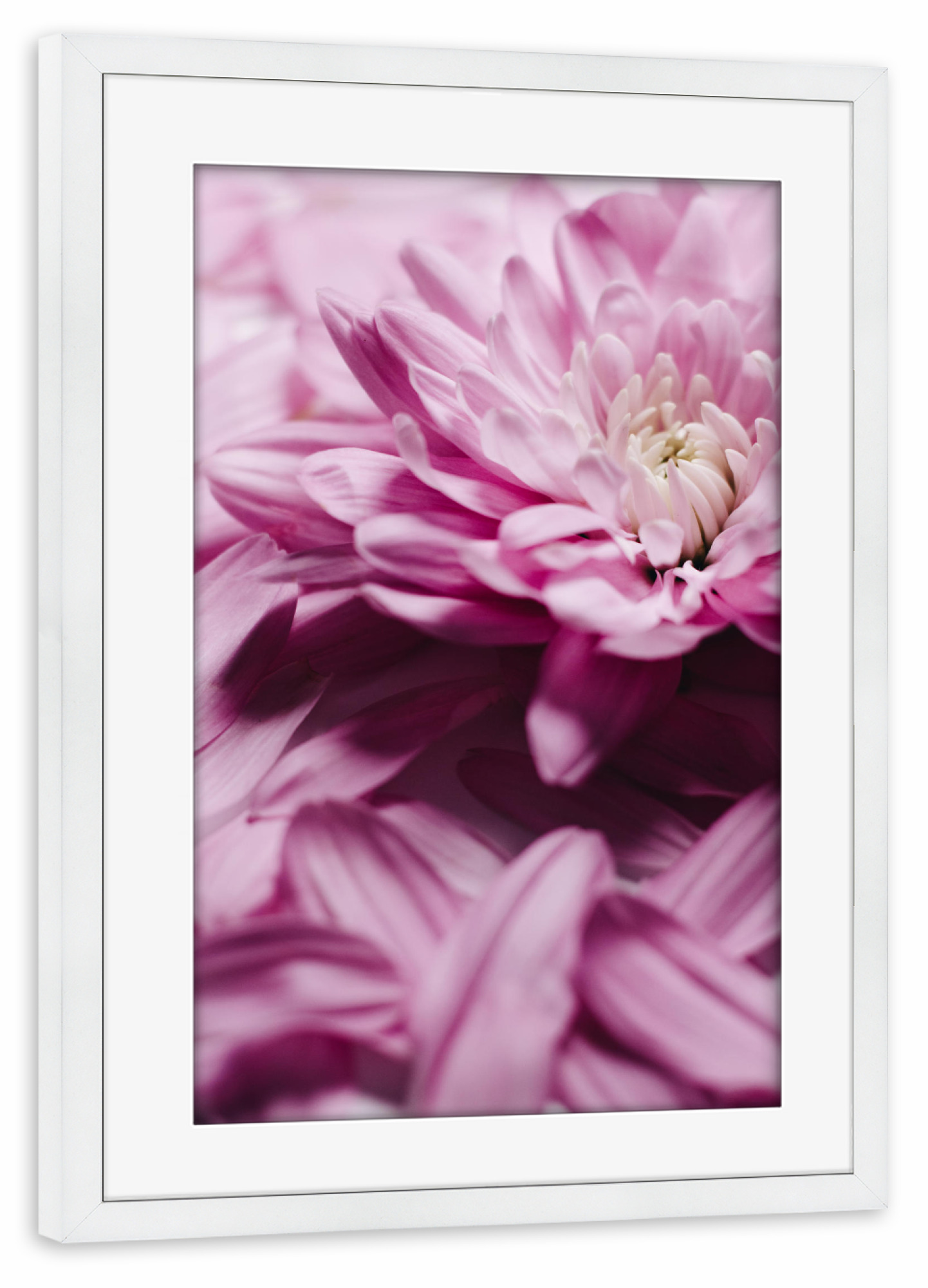 Poster mit Rahmen weiß "Unfolding Beauty" artboxONE - Floral - Chrysantheme,Blume