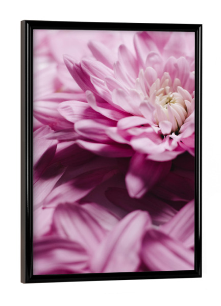 Poster mit schwarzem Rahmen "Unfolding Beauty" artboxONE - Floral - Chrysantheme,Blume