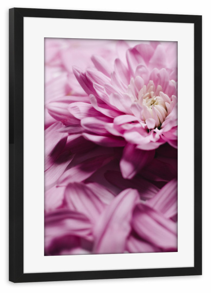 Poster mit Rahmen schwarz "Unfolding Beauty" artboxONE - Floral - Chrysantheme,Blume