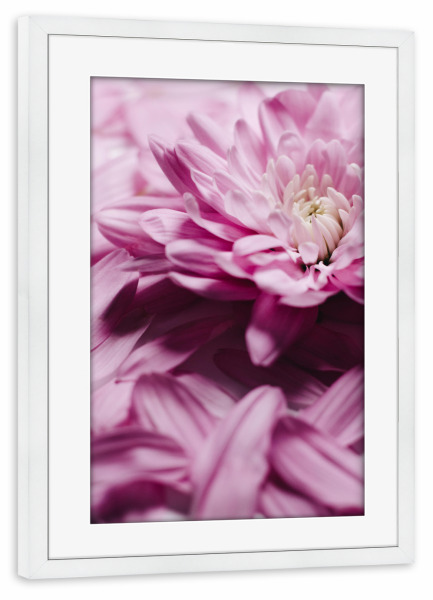 Poster mit Rahmen weiß "Unfolding Beauty" artboxONE - Floral - Chrysantheme,Blume