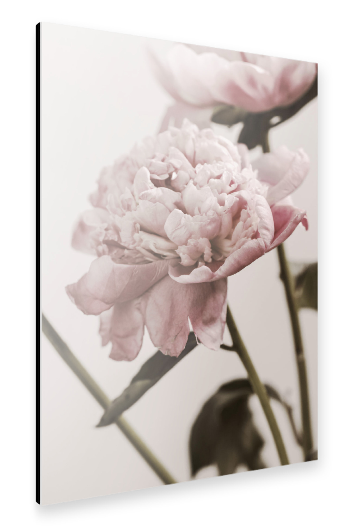 Alu-Dibond "Pastel Pink Peonies" 30x20 cm artboxONE