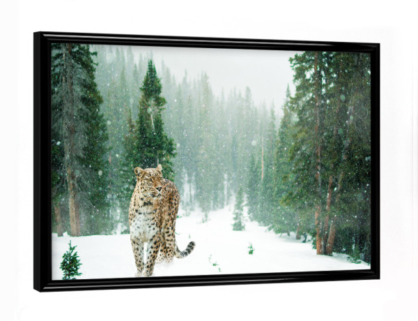 Poster mit schwarzem Rahmen "Persischer Leopard" artboxONE - Tiere - Persischer leopard,Wald,Tierwelt,Schnee,Leopard