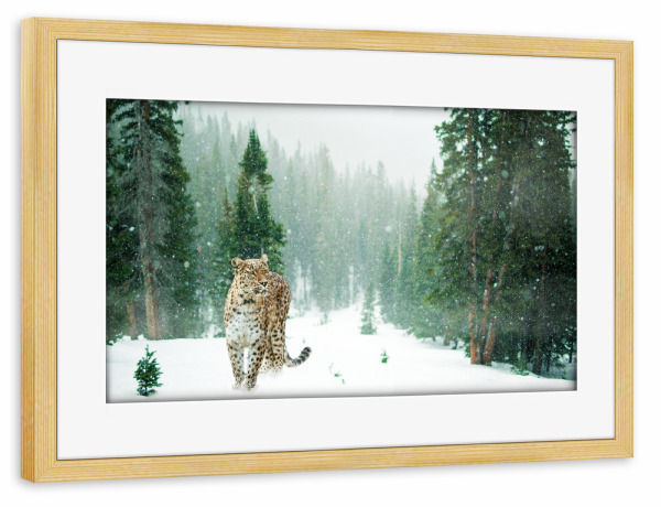 Poster mit Rahmen kiefer "Persischer Leopard" artboxONE - Tiere - Persischer leopard,Wald,Tierwelt,Schnee,Leopard