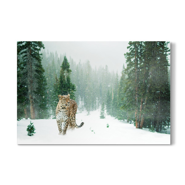 Galerie-Print "Persischer Leopard" 30x20 cm artboxONE