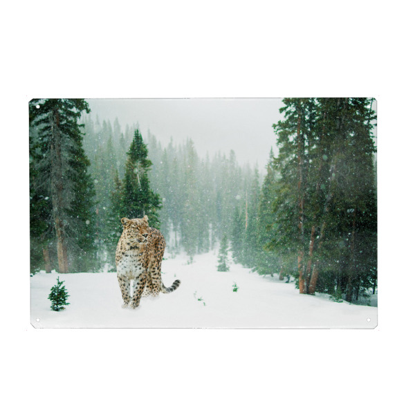 Metall Poster "Persischer Leopard" artboxONE - Tiere - Persischer leopard,Wald,Tierwelt,Schnee,Leopard - Blechschild