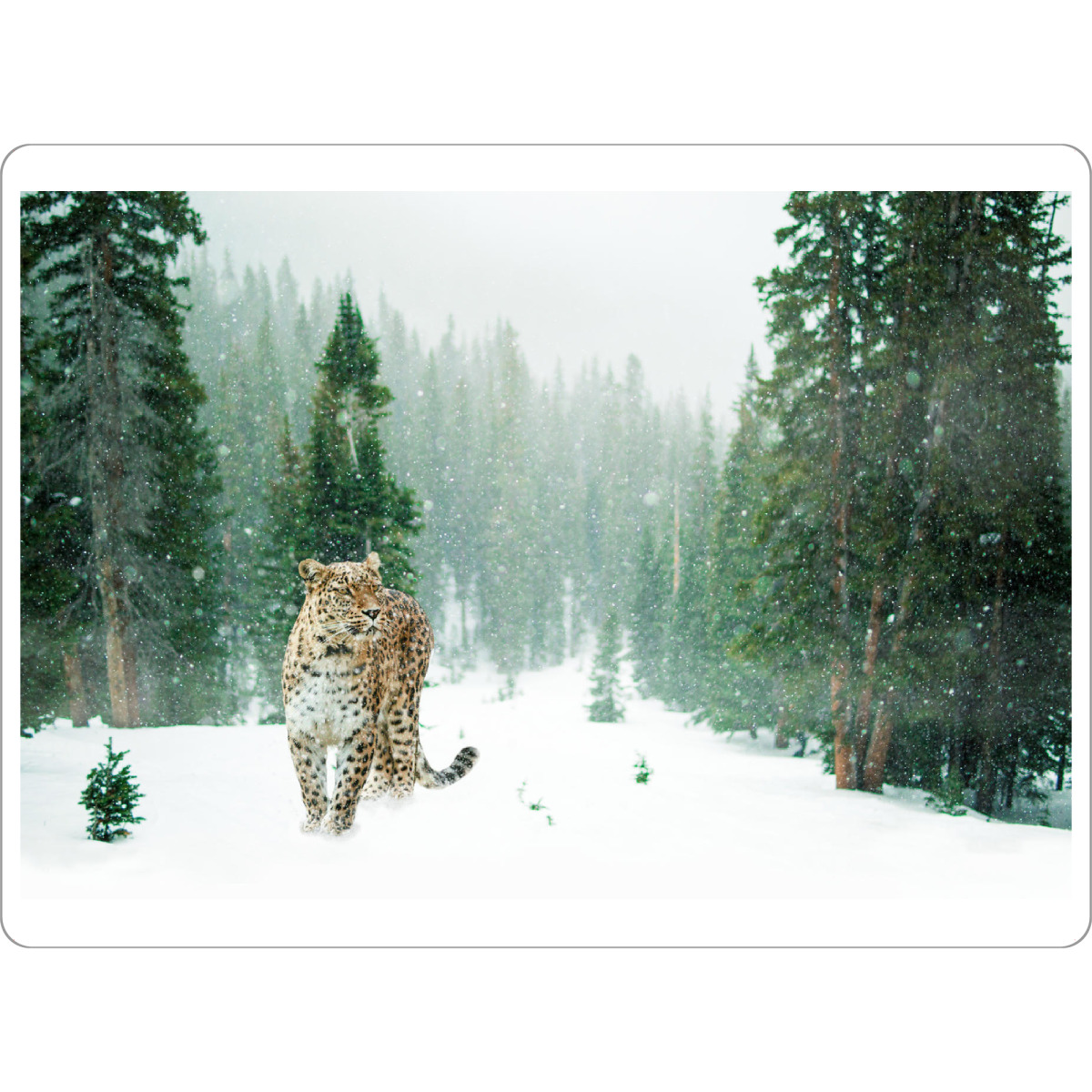 Tischset "Persischer Leopard" artboxONE - Tiere - Persischer leopard,Wald,Tierwelt,Schnee,Leopard - Bild persischer leopard