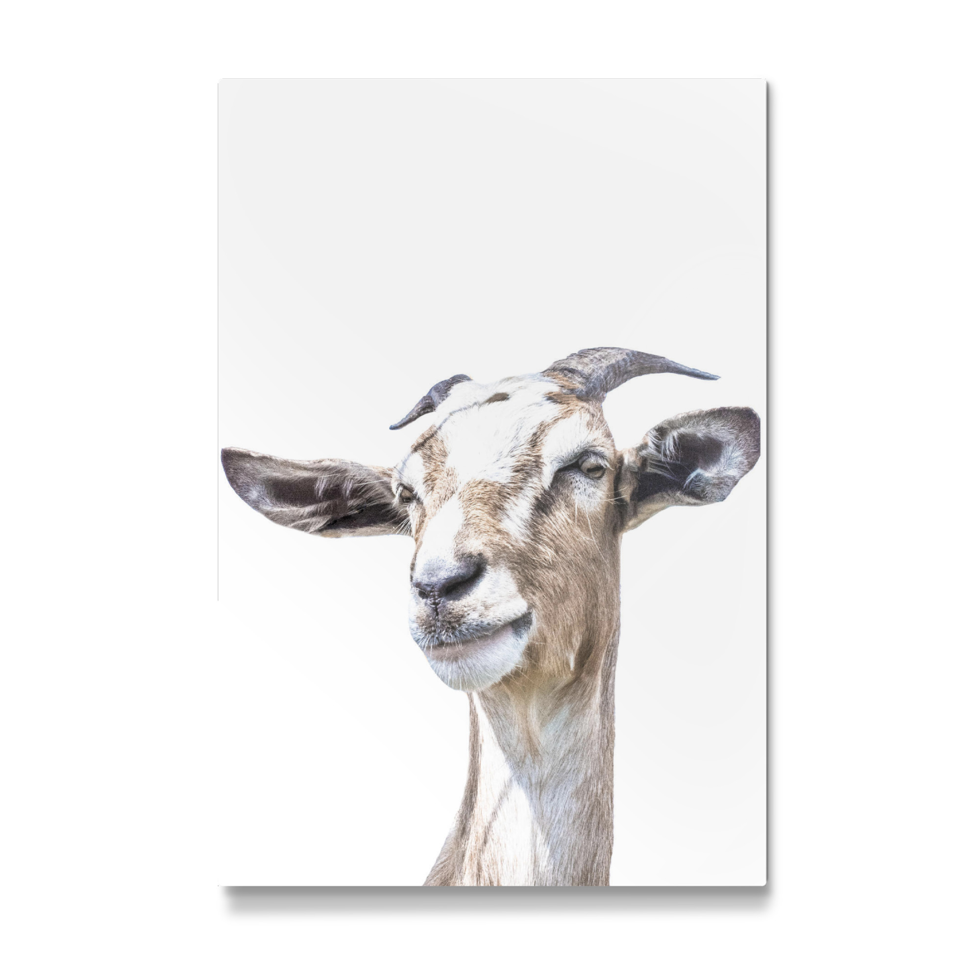 Galerie-Print "Goat Portrait" 30x20 cm artboxONE