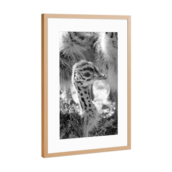 Poster mit Rahmen Kupfer "Straußenbaby 2 Wochen alt" artboxONE - Tiere,Schwarzweiß,Reise / Afrika - Straußenbaby,Vogel,Tierbaby,Animal