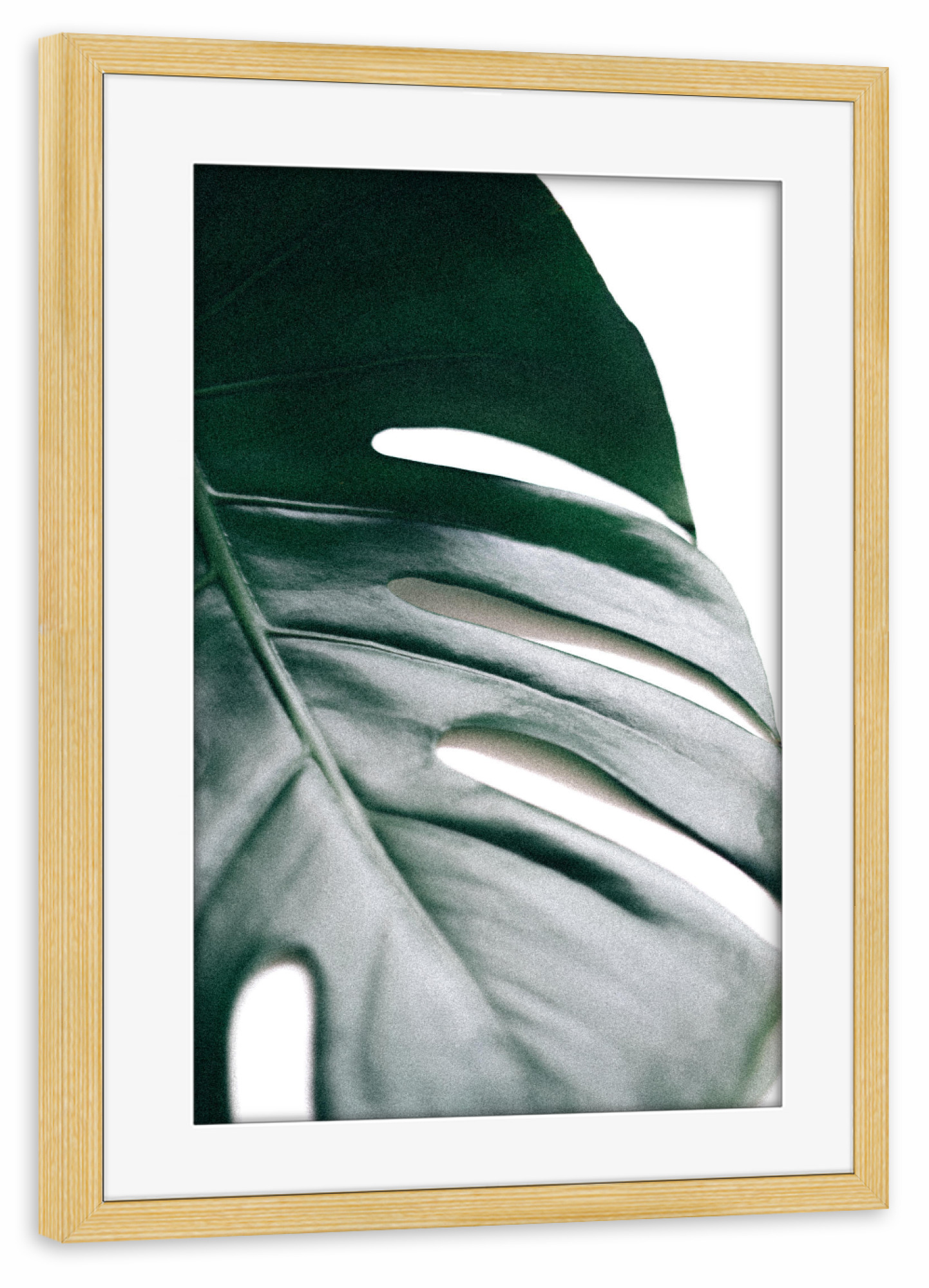 Poster mit Rahmen kiefer "Better Half - Monstera Leaf" artboxONE - Natur,Floral - Monstera pflanze,Palmenblatt,Minimalismus,Botanisch,Exotisch,Leaf