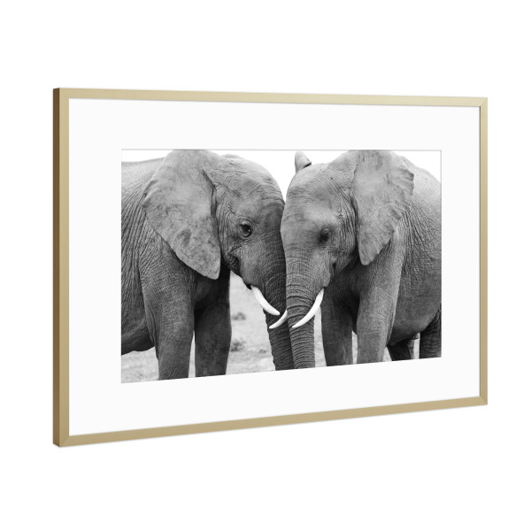 Poster mit Rahmen Gold "Zwei Elefanten Freunde" artboxONE - Natur,Tiere,Schwarzweiß,Reise / Afrika - Elefanten,Freunde,Afrika,Schwarz/weiß,Animal