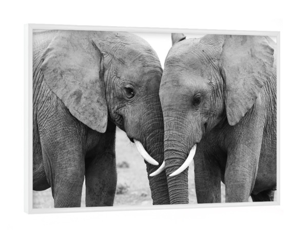 Poster mit weißem Rahmen "Zwei Elefanten Freunde" artboxONE - Natur,Tiere,Schwarzweiß,Reise / Afrika - Elefanten,Freunde,Afrika,Schwarz/weiß,Animal