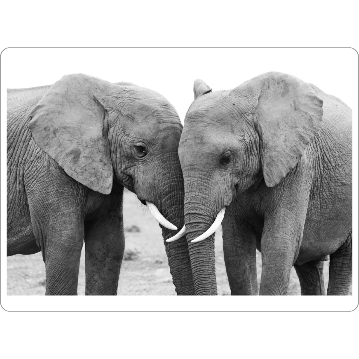 Tischset "Zwei Elefanten Freunde" artboxONE - Natur,Tiere,Schwarzweiß,Reise / Afrika - Elefanten,Freunde,Afrika,Schwarz/weiß,Animal - Bild elefanten