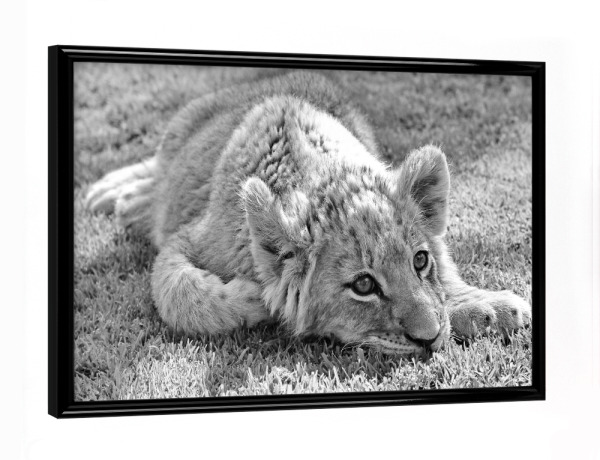 Poster mit schwarzem Rahmen "Löwen Baby im Gras" artboxONE - Natur,Tiere,Schwarzweiß,Reise / Afrika - Löwe,Löwenbaby,Afrika,Tier,Animal,Lion