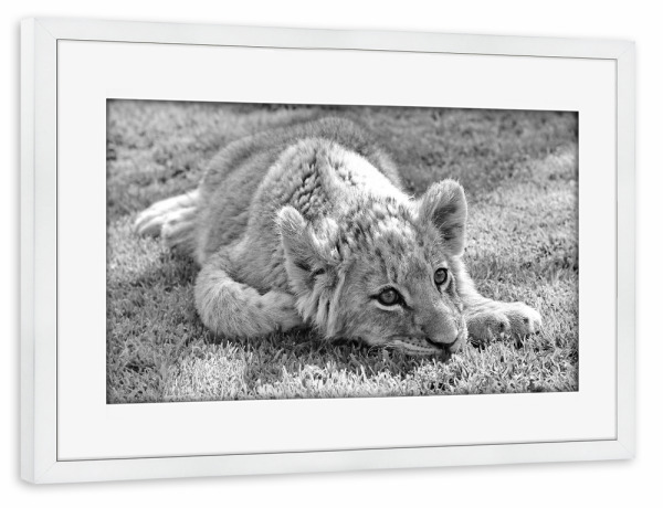 Poster mit Rahmen weiß "Löwen Baby im Gras" artboxONE - Natur,Tiere,Schwarzweiß,Reise / Afrika - Löwe,Löwenbaby,Afrika,Tier,Animal,Lion