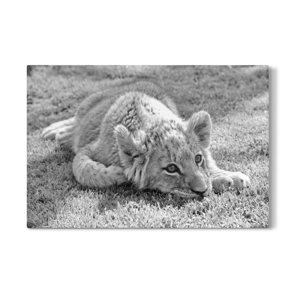 Galerie-Print "Löwen Baby im Gras" 30x20 cm artboxONE