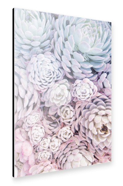 Alu-Dibond "Rainbow Succulents" 30x20 cm artboxONE