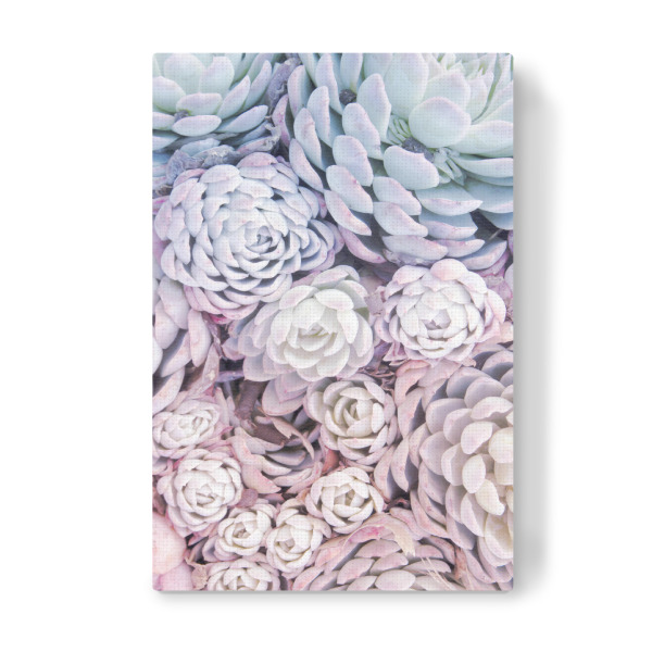 Leinwandbild "Rainbow Succulents" artboxONE - Natur,Floral,Für Kinder - Rainbow,Succulents,Nature,Plfanze,Plant