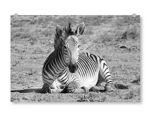 Acrylglasbild "Zebra relaxed" artboxONE - Natur,Schwarzweiß,Reise / Afrika - Zebra,Africa,Animal,Relax