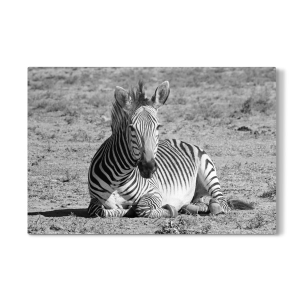 Galerie-Print "Zebra relaxed" 30x20 cm artboxONE