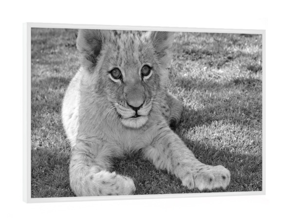 Poster mit weißem Rahmen "Löwen Baby" artboxONE - Natur,Tiere,Schwarzweiß,Reise / Afrika - Löwe,Löwenbaby,Katze,Tierbaby,Lion,Animal,Baby