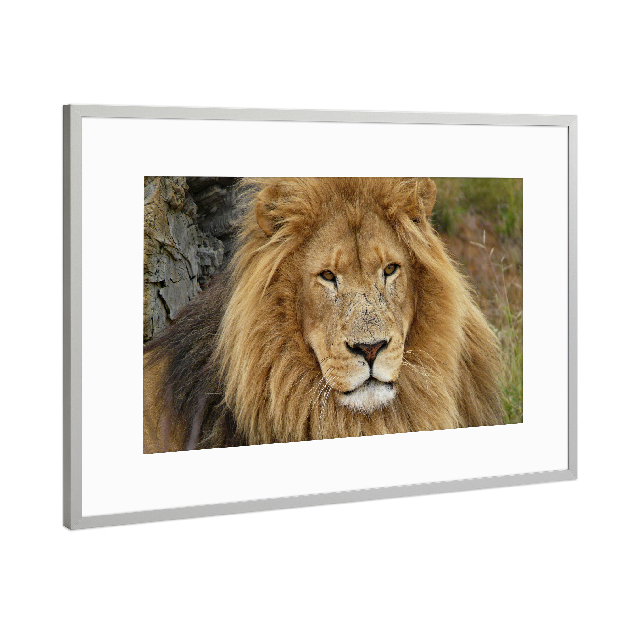 Poster mit Rahmen Silber "Löwen Männchen im Portrait" artboxONE - Natur,Tiere,Reise / Afrika - Löwe,Afrika,Portrait,Katze,Animal,Nature