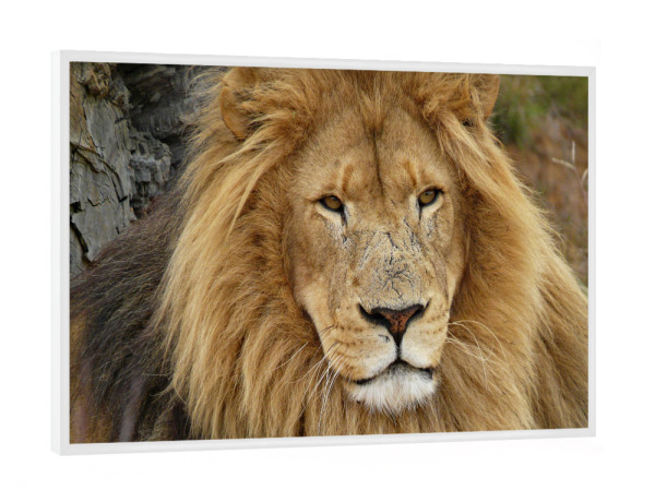 Poster mit weißem Rahmen "Löwen Männchen im Portrait" artboxONE - Natur,Tiere,Reise / Afrika - Löwe,Afrika,Portrait,Katze,Animal,Nature